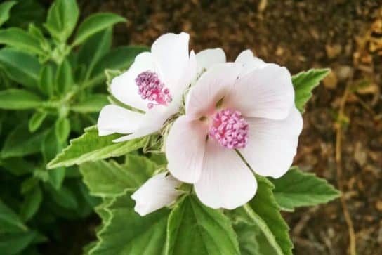 Medicinal marshmallow (marshmallow)