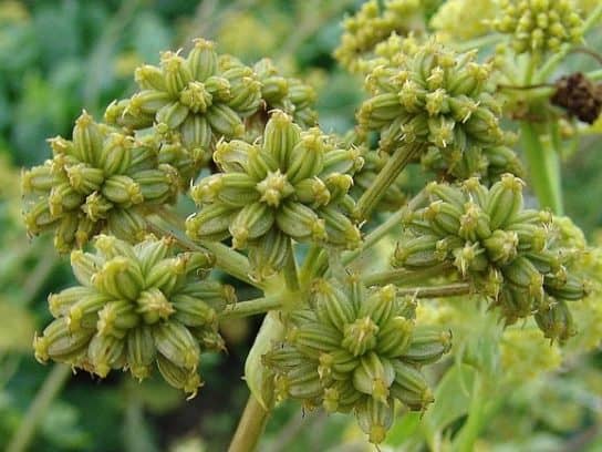 liv&egrave;che officinalis