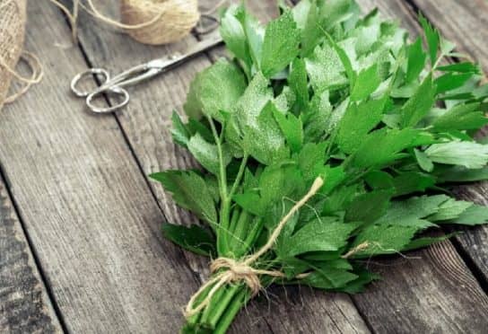 liv&egrave;che officinalis