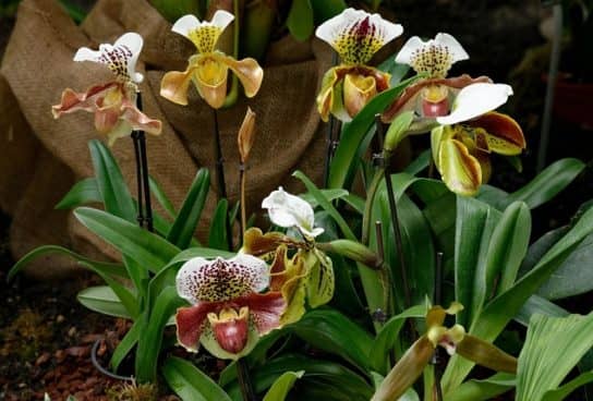 Orchid plants