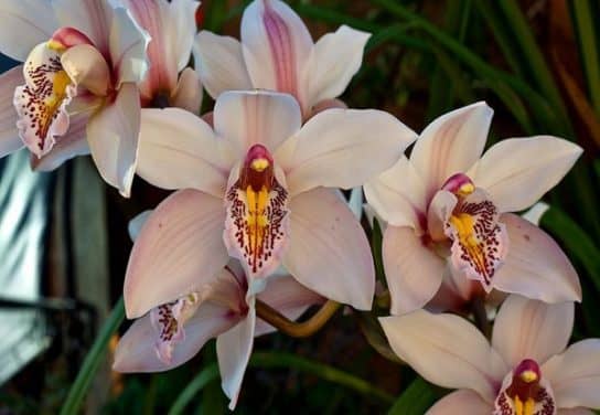 Orchid plants