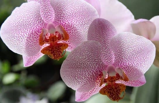 Orchid plants