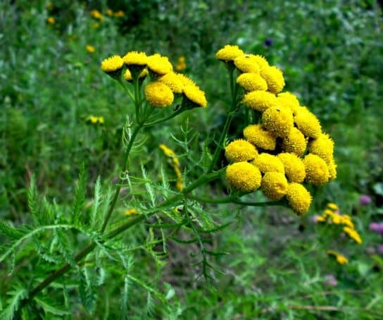 Common tansy
