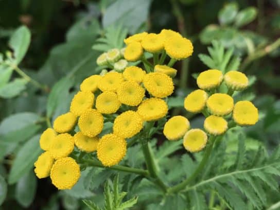 Common tansy