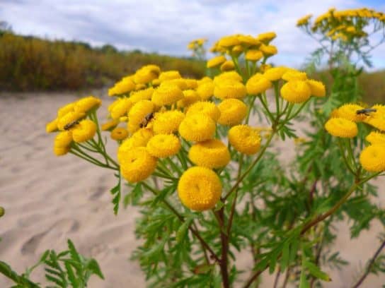 Common tansy