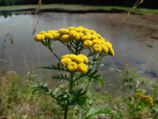 Common tansy