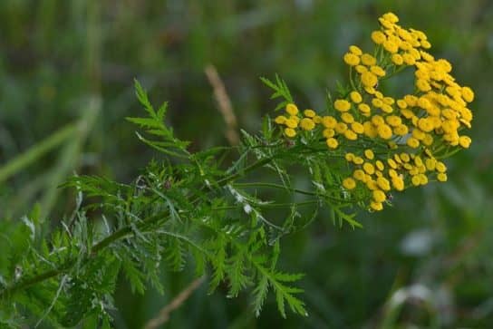 tansy plant - photo