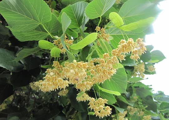 Taiga plants