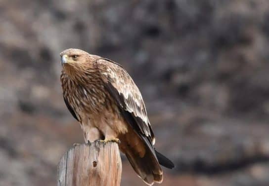 The nature of the Stavropol Territory