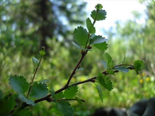 Natureza da Rep&uacute;blica Komi