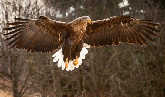 Natureza da Rep&uacute;blica Komi
