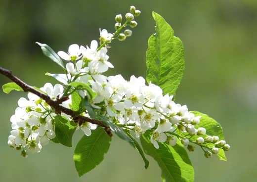 Natureza da Rep&uacute;blica Komi