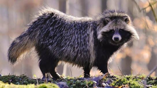 The nature of the Stavropol Territory