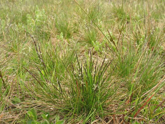 La nature de l&rsquo;Oss&eacute;tie du Nord