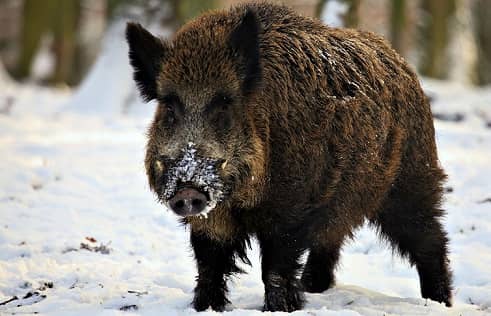 The nature of the Stavropol Territory