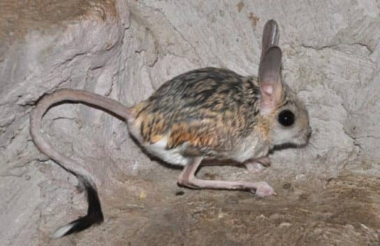 The nature of the Stavropol Territory