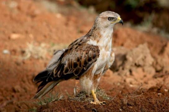 The nature of the Stavropol Territory