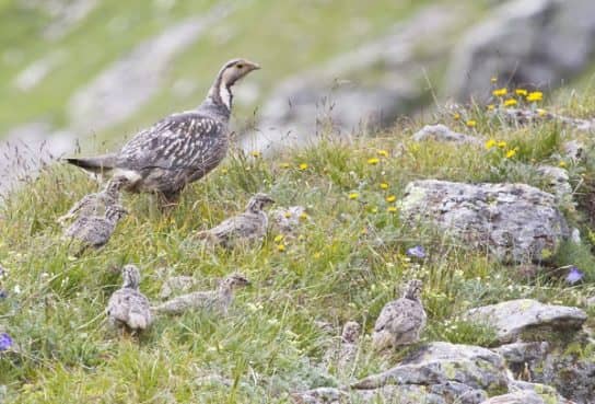 The nature of the Stavropol Territory