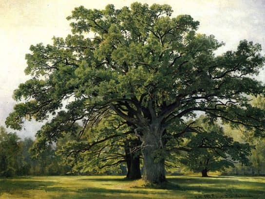 The nature of the Stavropol Territory