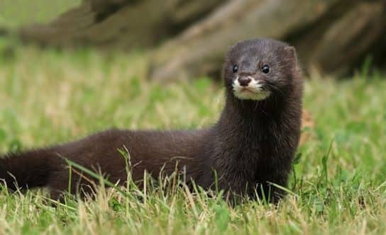 The nature of the Stavropol Territory