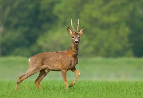 The nature of the Stavropol Territory