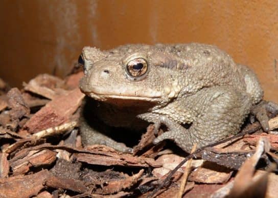 The nature of the Stavropol Territory