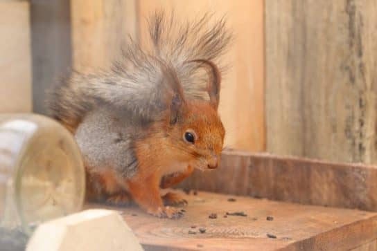 The nature of the Stavropol Territory