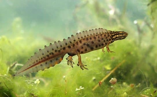 The nature of the Stavropol Territory