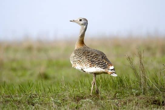 The nature of the Stavropol Territory