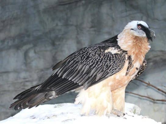 The nature of the Stavropol Territory