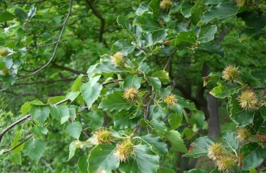 The nature of the Stavropol Territory