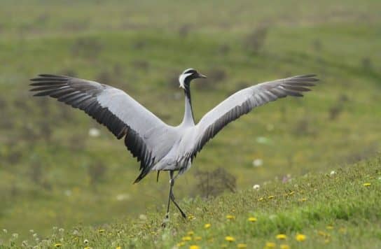 The nature of the Stavropol Territory