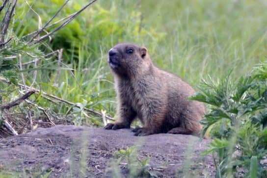The nature of the Stavropol Territory