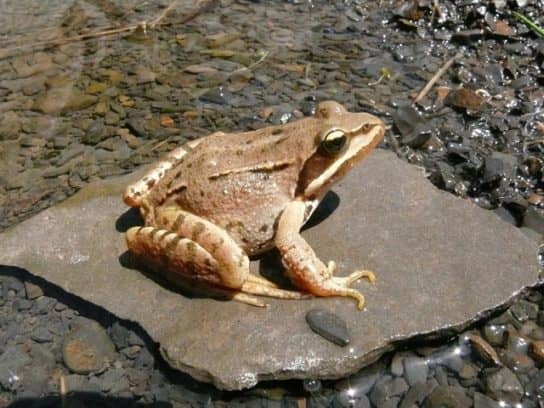 The nature of the Stavropol Territory