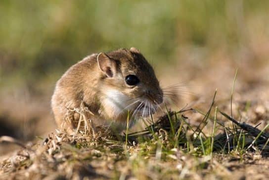 The nature of the Stavropol Territory