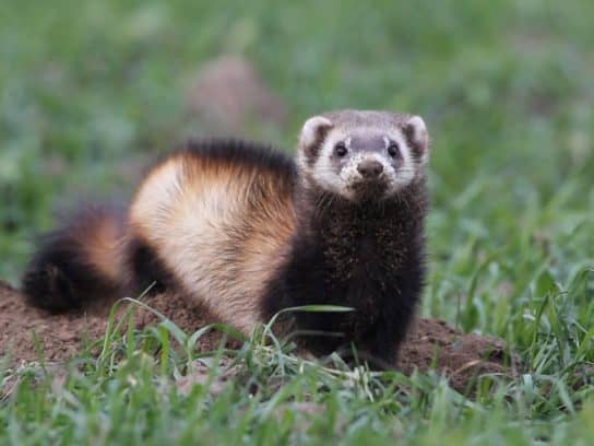 The nature of the Stavropol Territory