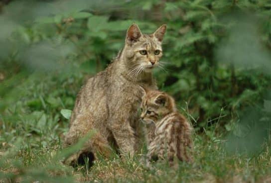 The nature of the Stavropol Territory