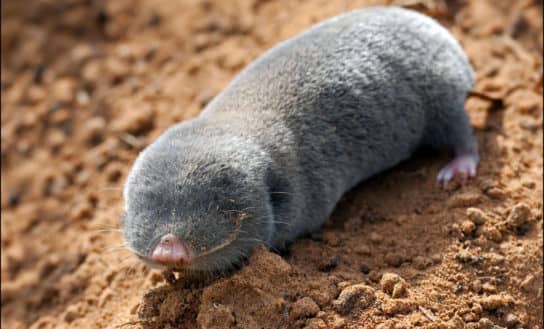 The nature of the Stavropol Territory