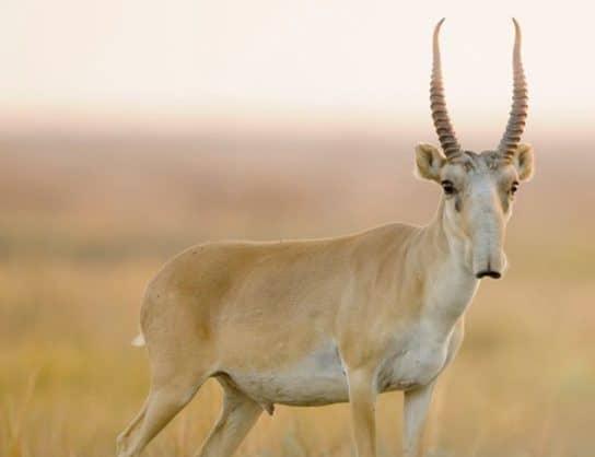 The nature of the Stavropol Territory