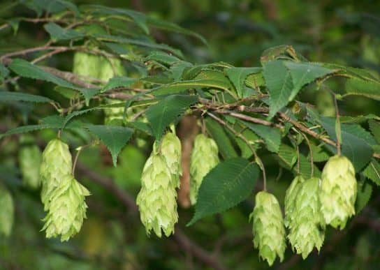 The nature of the Stavropol Territory