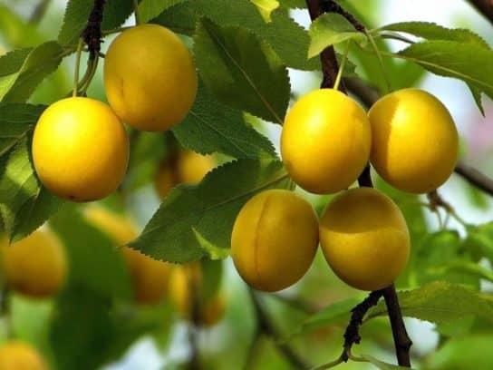 The nature of the Stavropol Territory