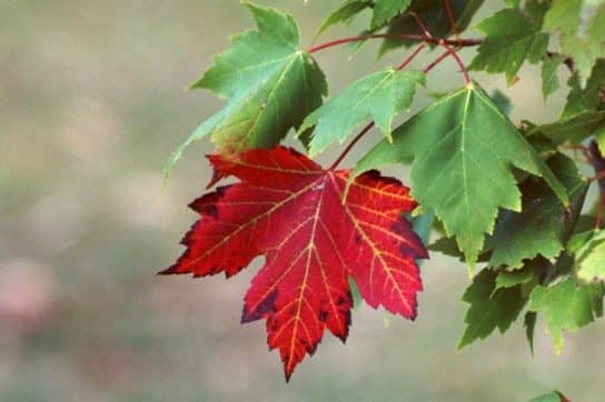 The nature of the Stavropol Territory