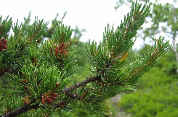 Taiga plants