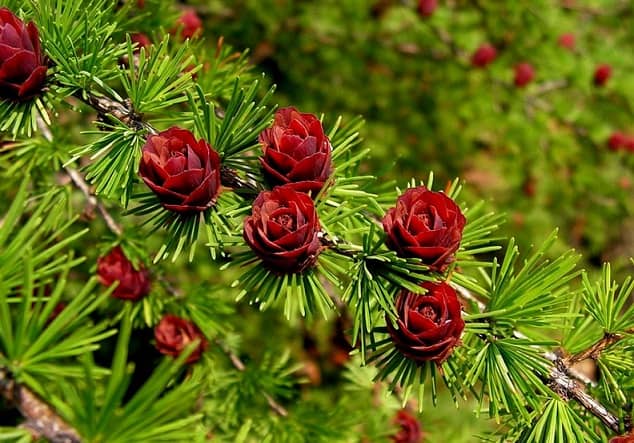 Taiga plants