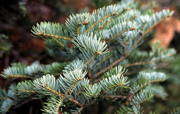 Taiga plants