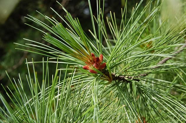 Taiga plants