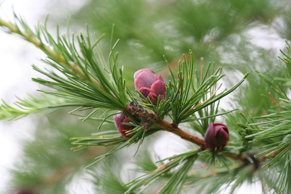 Taiga plants