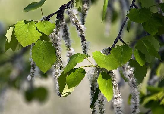 Taiga plants