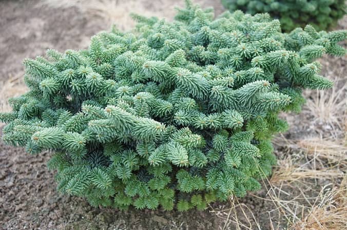 Taiga plants