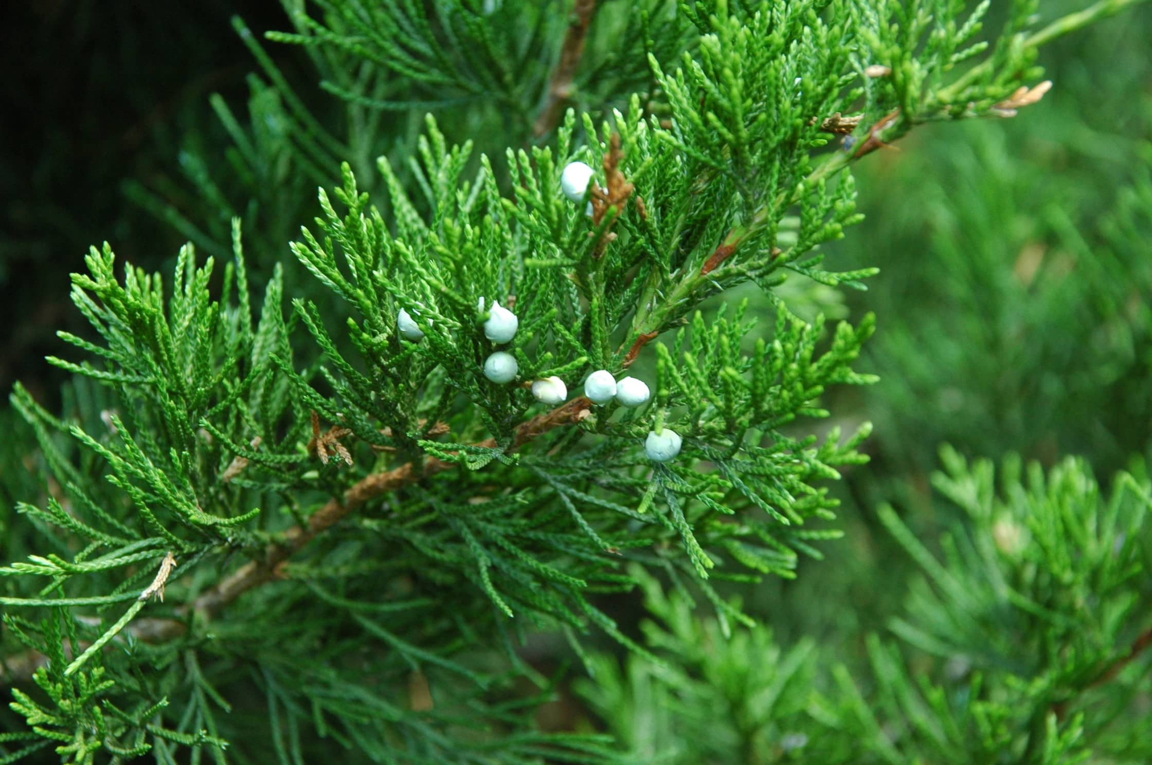 Taiga plants